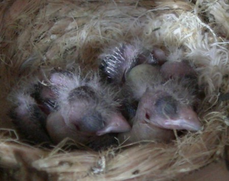 opaal 8 dagen oud oogjes nog toe 